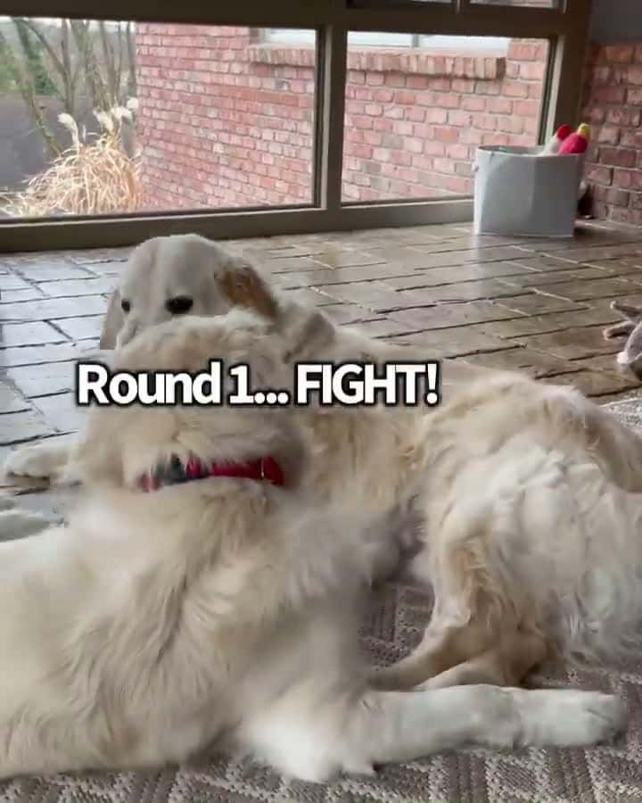 Cover for Dis heckin flea bag says I is a weirdo Pfft whatever chonky butt