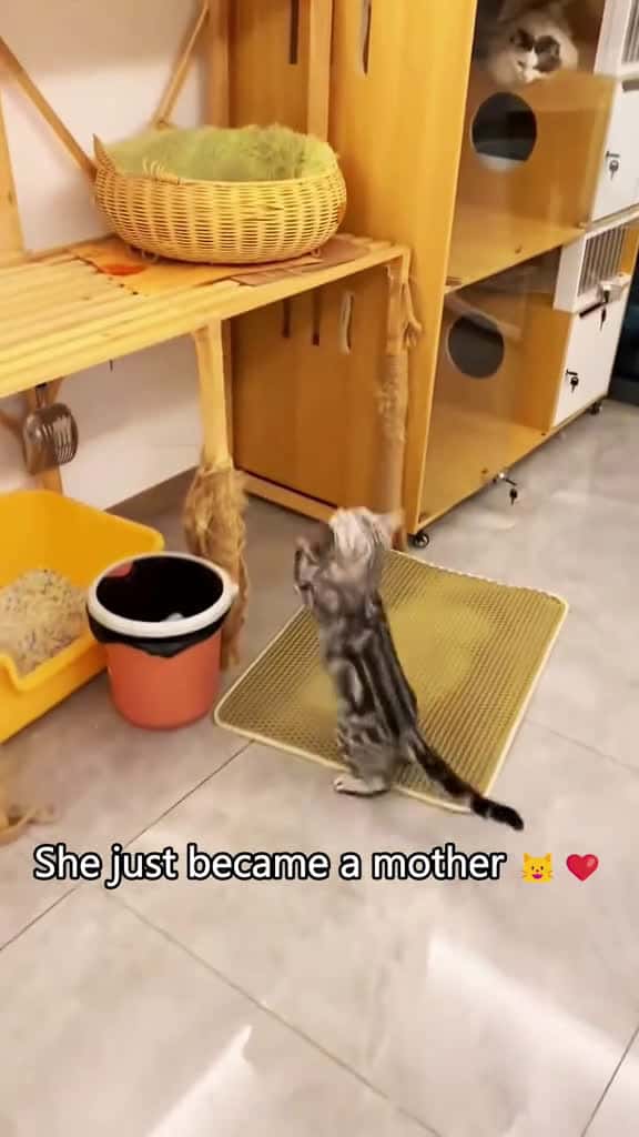 Cover for Is this how moms are supposed to act catsoftiktok catlover cats fyp 39406 #shortvideos
