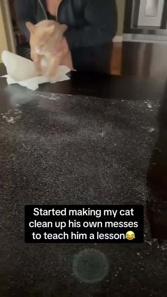 Cover for Started making my cat clean up his own messes to teach himself a lesson!