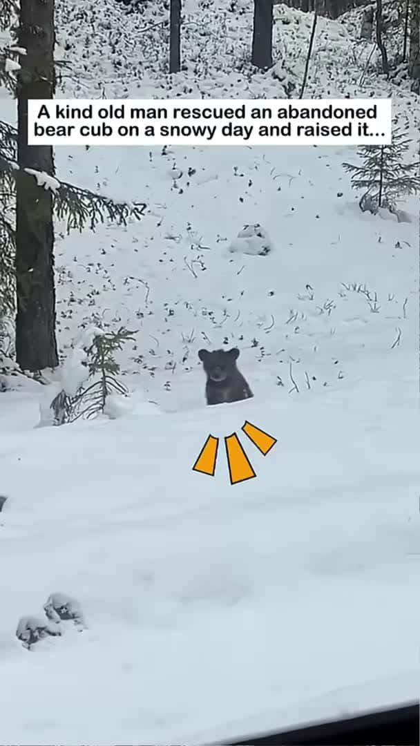 Cover for Bear Kid #animals  #animalfriendshipgoals#wildliferescue #rescue #bear #bearrescue #lovestory #love_094 (2)