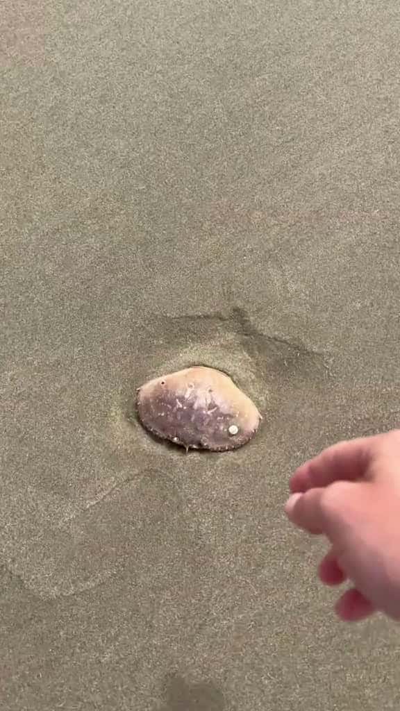 Cover for Satisfying Beach ASMR crunching Empty sea shells 🐚 #nature #satisfying #asmr