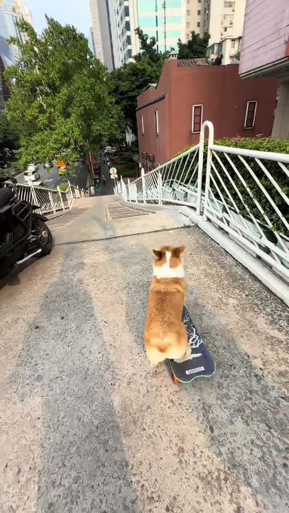 Cover for The puppy skateboards down the stairs. dogsoftiktok dogskateboard corgi pets 57483 #us