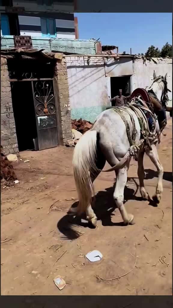 Cover for farrier farriersoftiktok tiktok farriersontiktok tiktok anime asmrsounds fyp tiktokindia a 66987 #trending