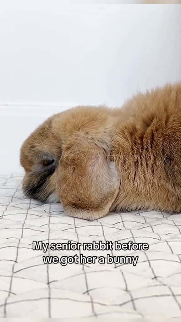 Cover for My senior bunny Mochi was bonded to a younger lad with success Our bonding process video i 28575 #nicevideo