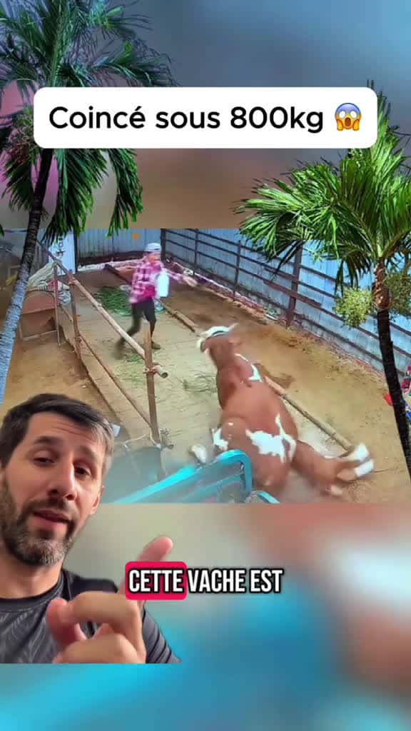 Cover for Cow kills his calf just a few days after bath🙄🙄