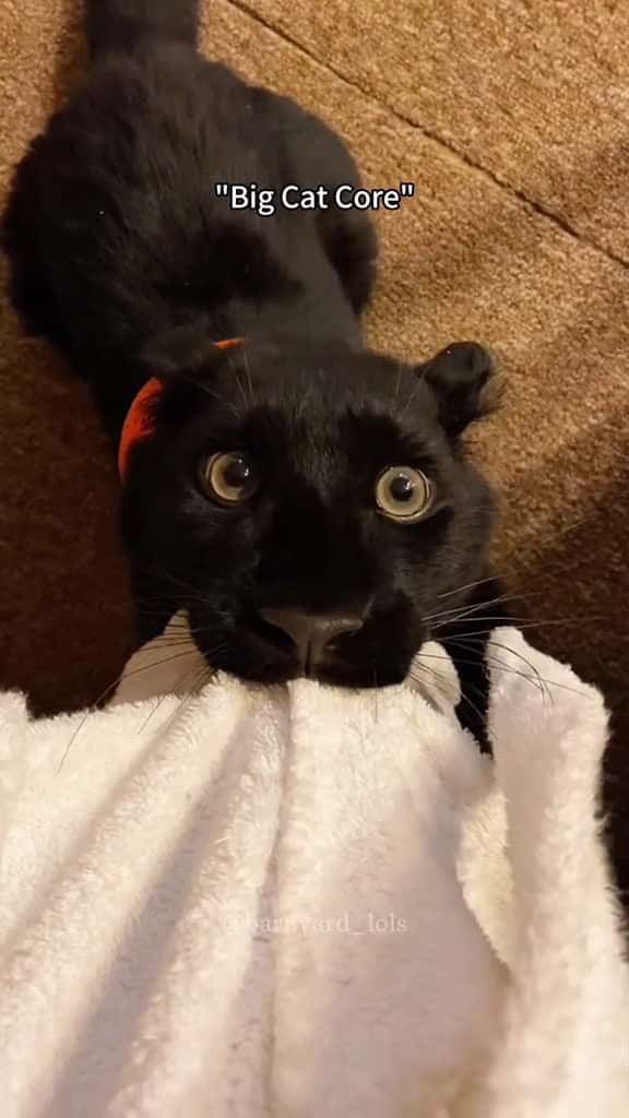 Cover for Cute big cat fyp pov pet funny cat 27118 #ilovescoopz