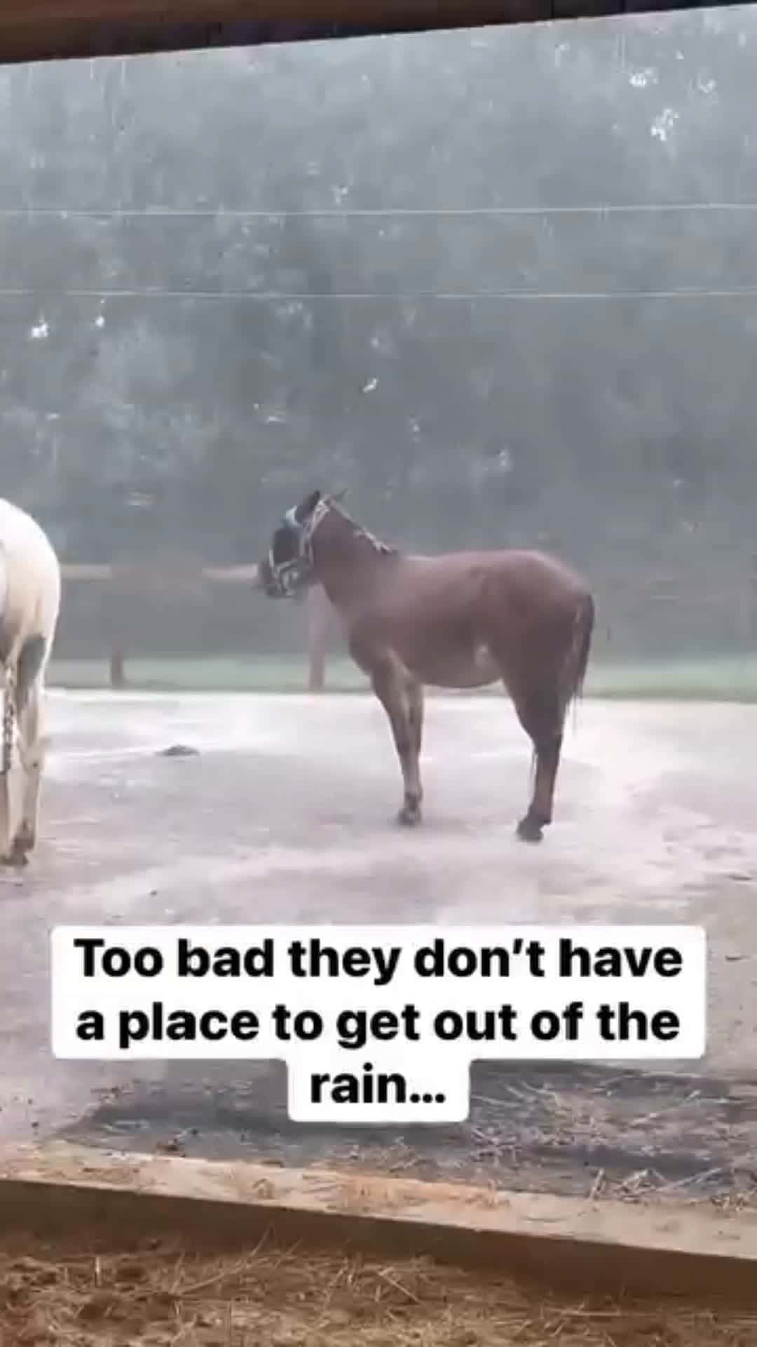 Cover for Just trying to be cool😂😂 #firstvideochallenge  #animals  #horse 