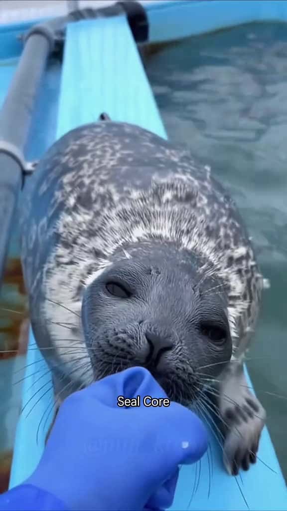 Cover for Seal Core seal funny core funny pets fyp 73259 #us