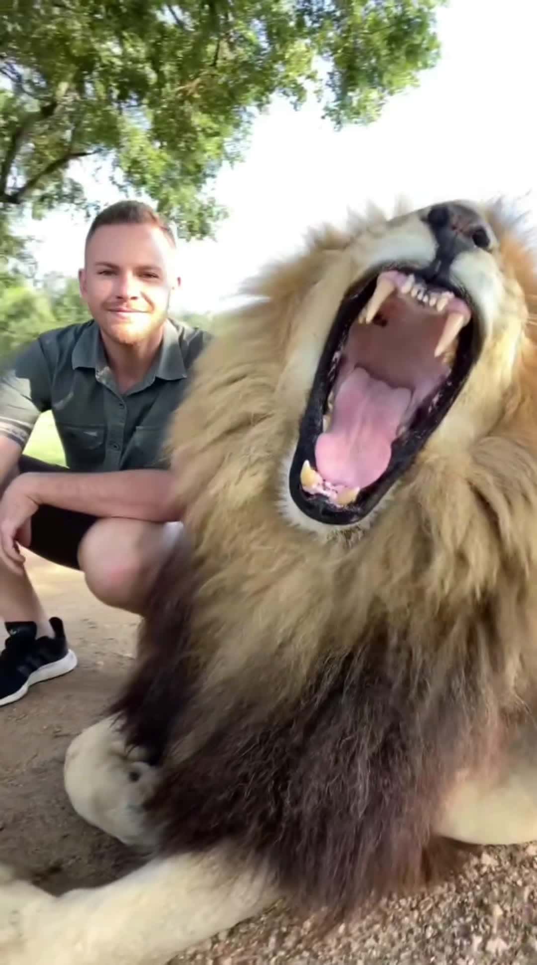 Cover for My animals will always have a special place in my heart ❤️ #shandorlarenty #georgethelion #mypride #safari #myfriends