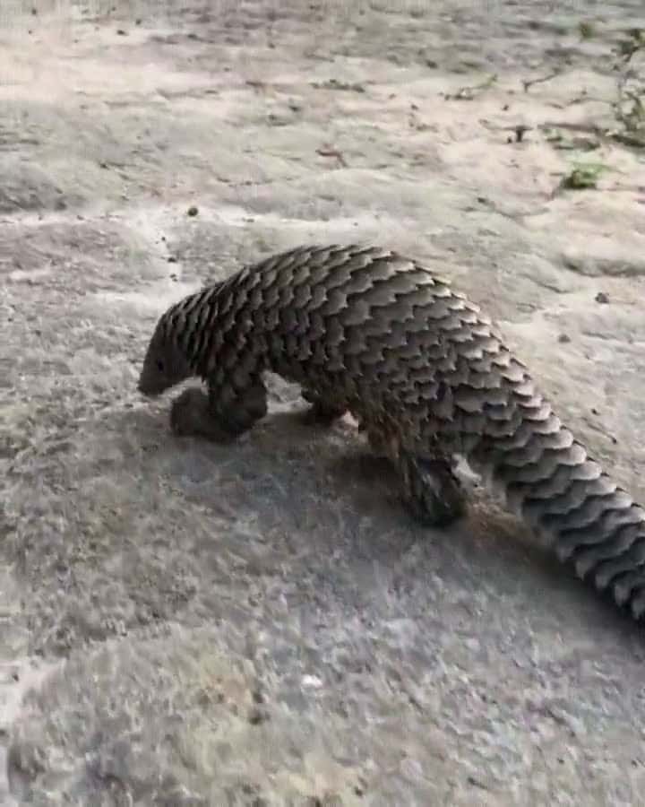 Cover for #CaughtOnCamera Pangolins are the only mammal in existence covered in scales