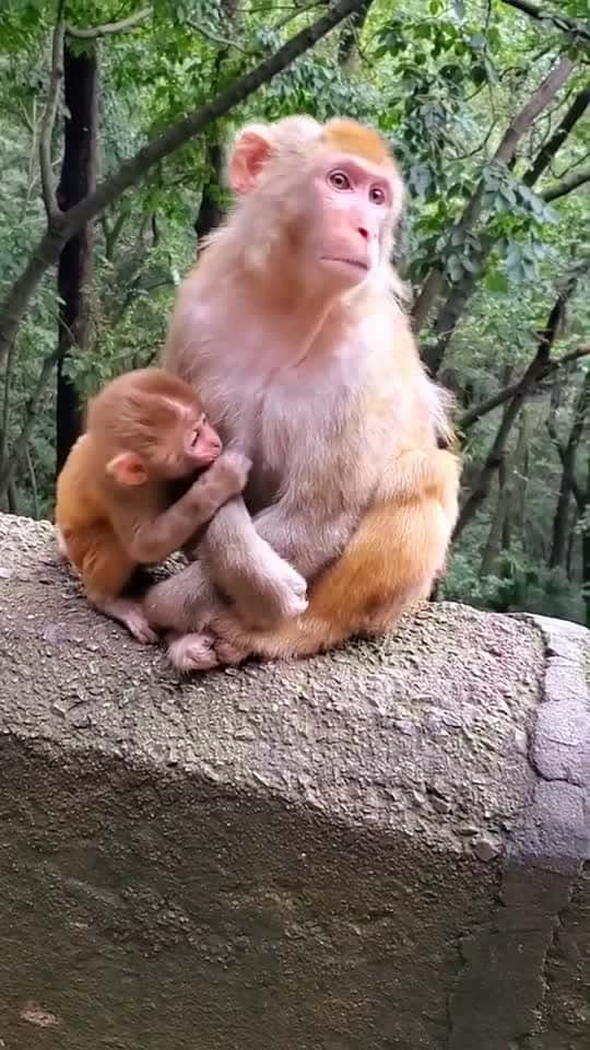 Cover for #monkey #animals