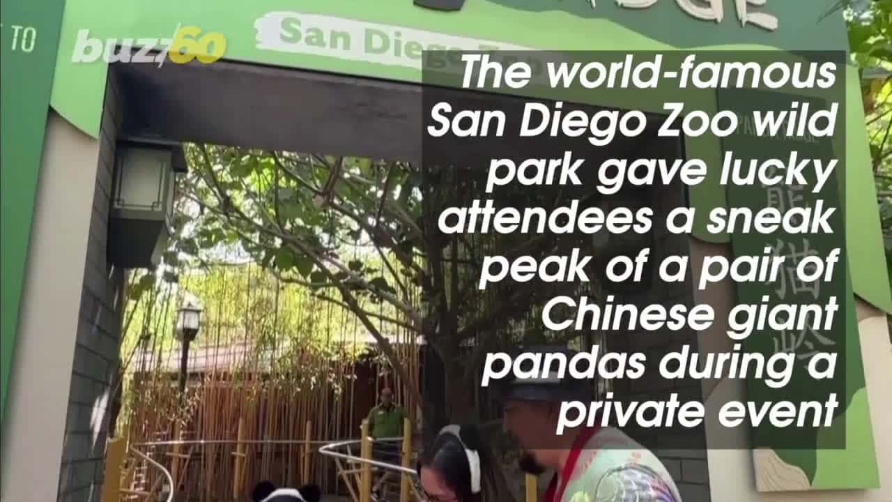 Cover for These Pandas Are Making Their Home at the San Diego Zoo