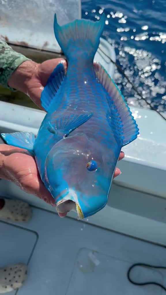Cover for Check out the colors on this parrotfish #fishing #ocean #nature #fish 