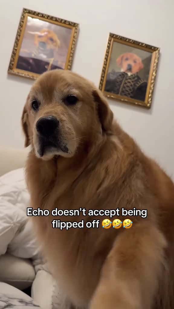 Cover for “ Put that Down please “ 😂  dogsoftiktok  funnyvideos   fyp   viral   dog   funniestvideoonmyphone