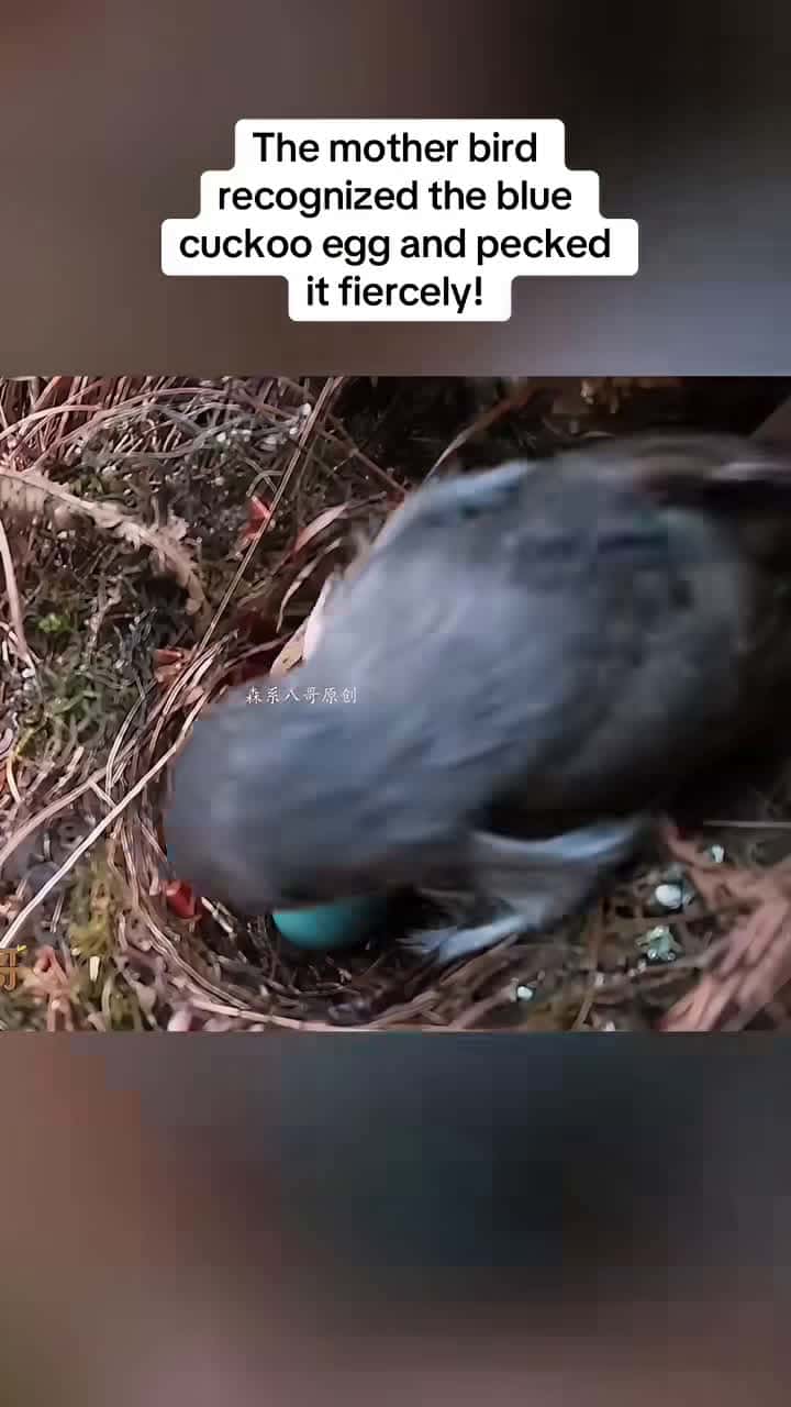 Cover for The cuckoo failed, and the clever mother bird pecked and ate the cuckoo bird egg! #cuckoo #cuckoobird #bird