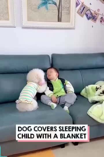 Cover for Who wouldnt Iove this dog a caring one