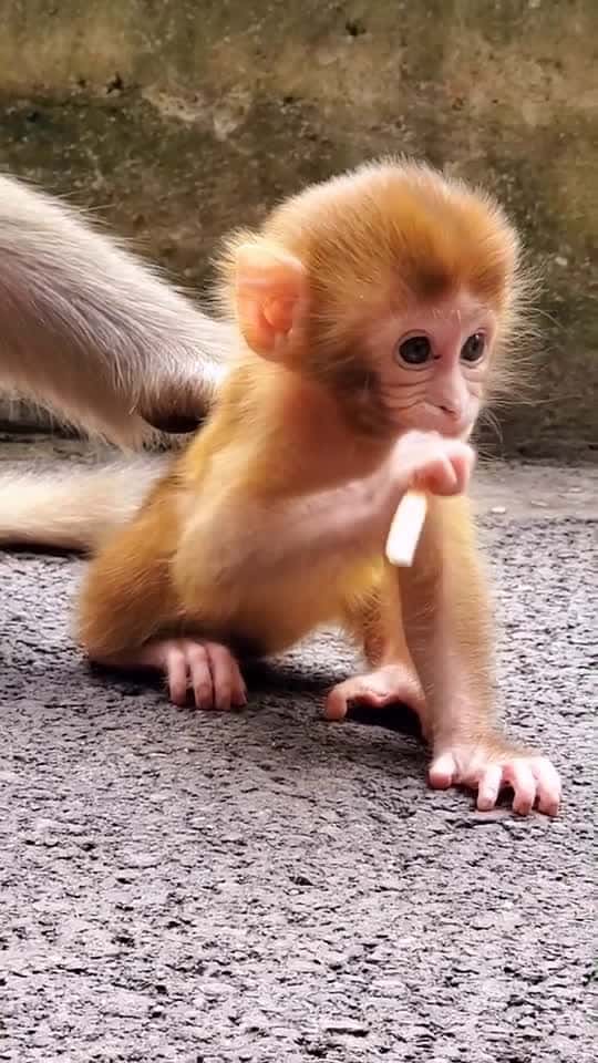 Cover for #littlemonkey