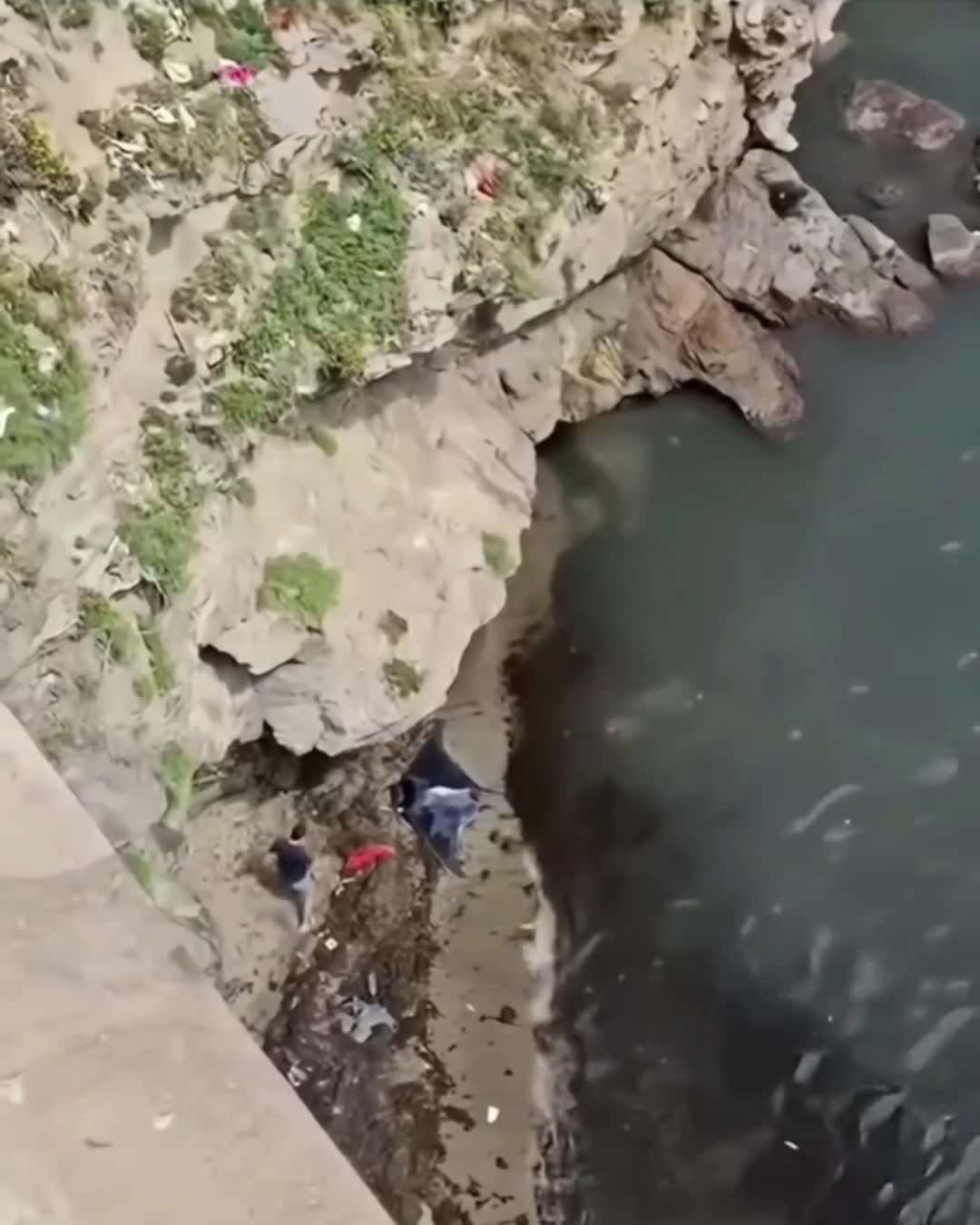 Cover for A giant Devil Ray has been stranded and a human is making efforts to guide it back into the sea.