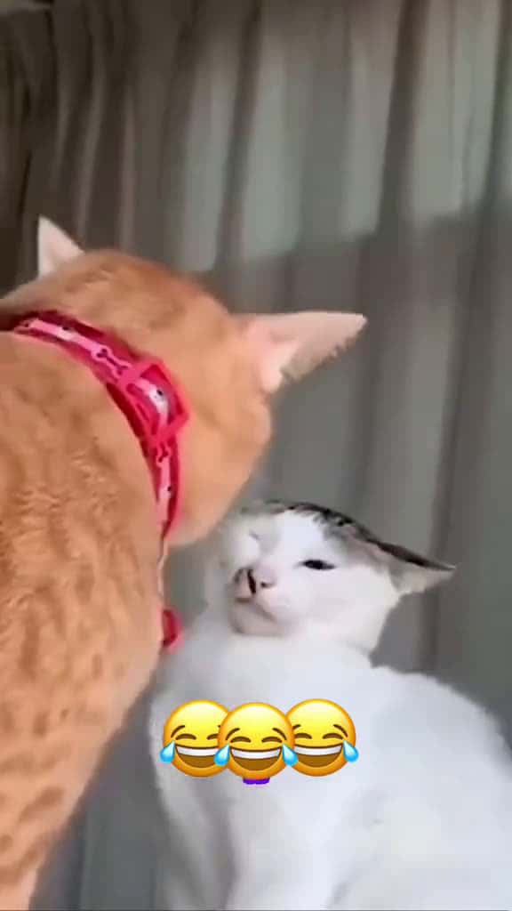 Cover for 😂🤣🤣 #funny #viral #trending #comedy #fyp #scoopz #shorts 