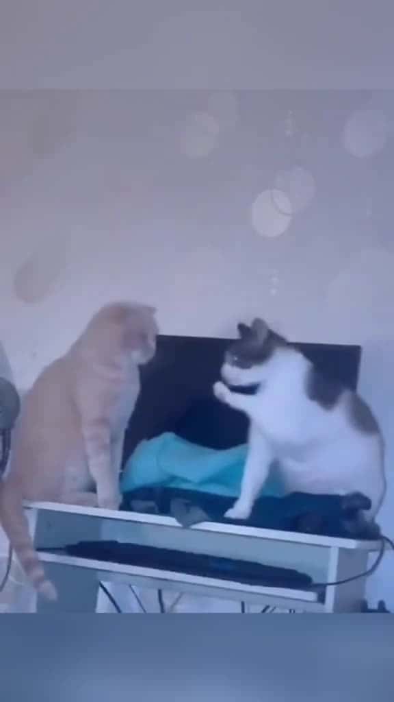 Cover for Smack &Act Innocent 🤣#funnyvideos #foryou #funny #catlover #catsoftiktok #funnycat #usa #foryou  created by petslovetime.funny7 with petslovetime.funny7’s original sound