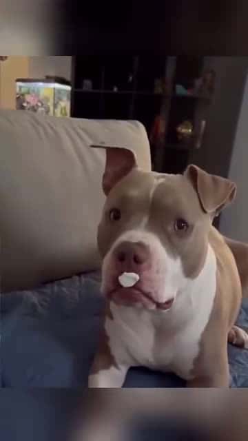 Cover for Funny and cute dogs compilation #funnydog #cutedog #dogoftiktok #doglover #dog #dogoftiktok #foryoupage #funnypet #doggo #talkinganimals #foryoupagereels #funnyanimals #foryou 839