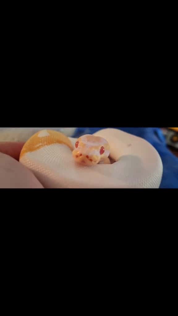 Cover for #emoji #baby #ballpython #albino #pied #pretty #redeyes #reptile #snake #exoticpets #pet #cute #handheld #small #fits #in #the #palm #hand #size created by WinterMalaiKat with foulmouthedwizard’s Doomscroll Interruption with Dr...