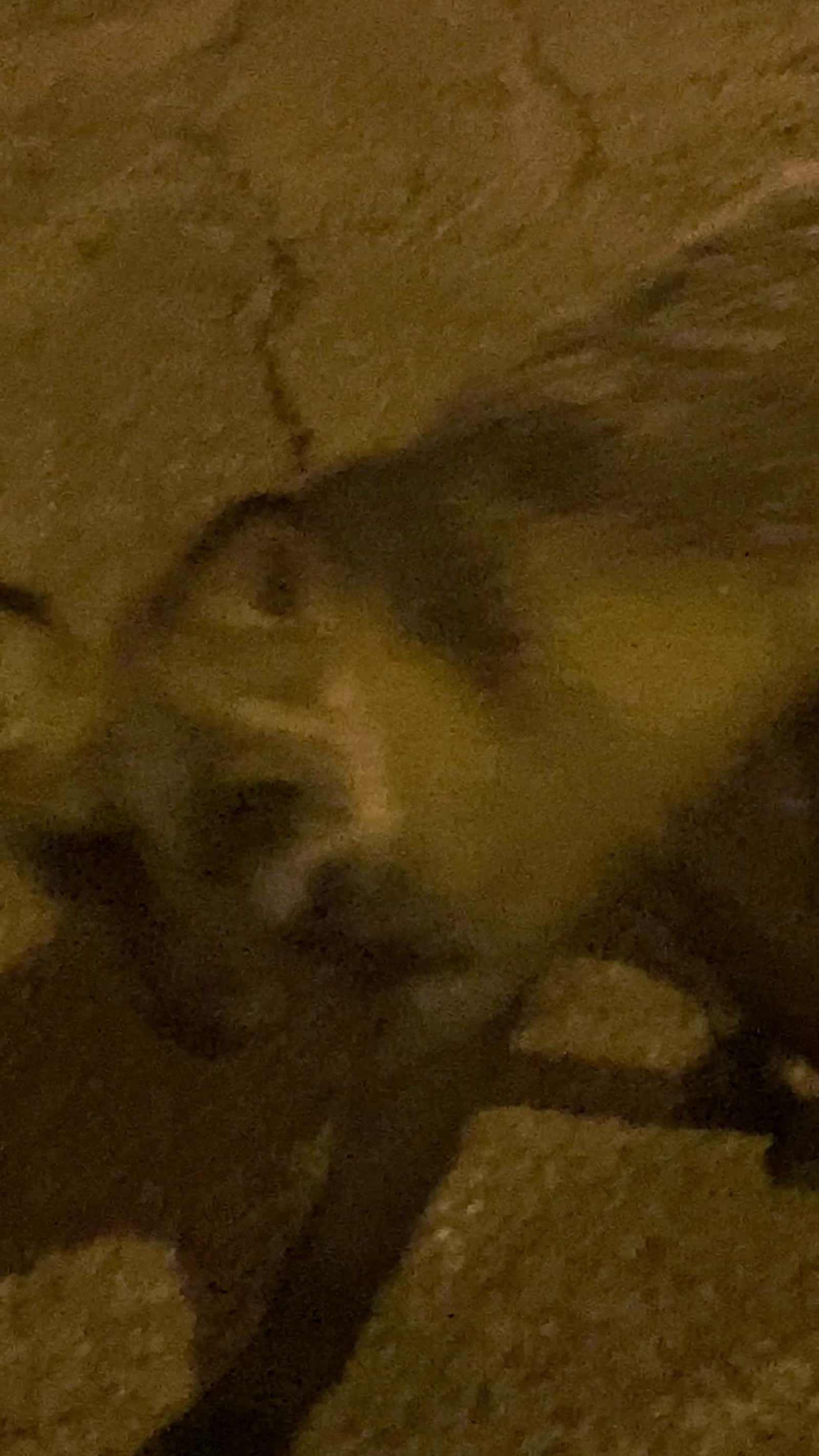 Cover for #random #video #fox #coyote (i don’t remember what that is😭) #animal