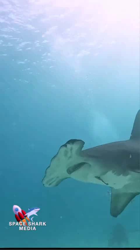 Cover for Hammerhead Shark head shake #shark #sharks #hammerheadshark #ocean #explore #sealife Bimini_0303 (2)
