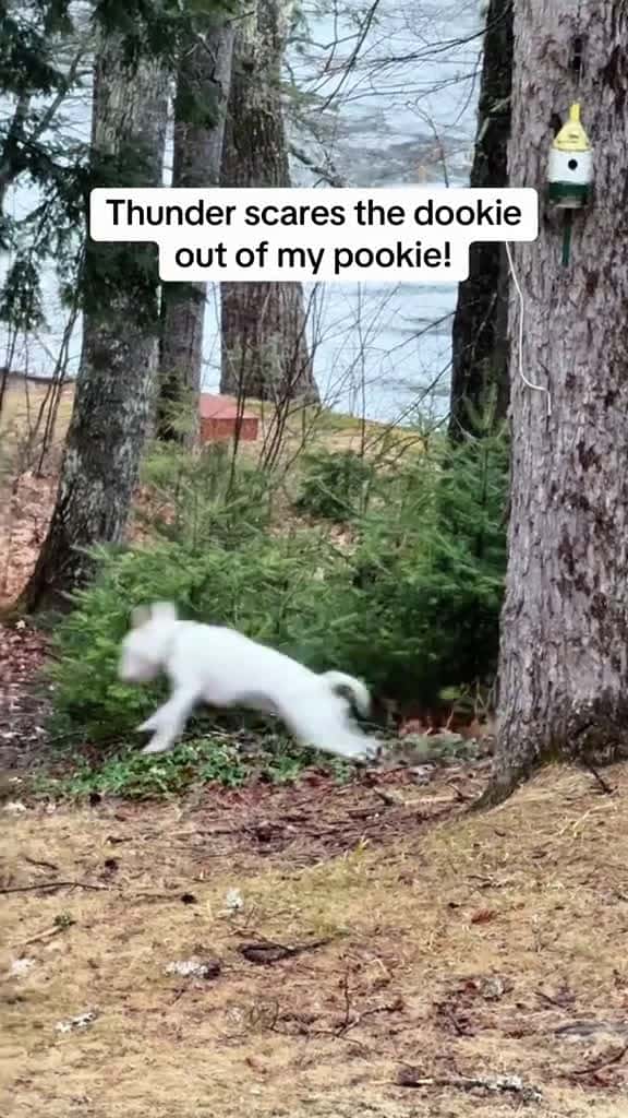 Cover for Dog That s Not Thunder That s the End of the World dog fyp foryou pet tiktok 64606 #trending