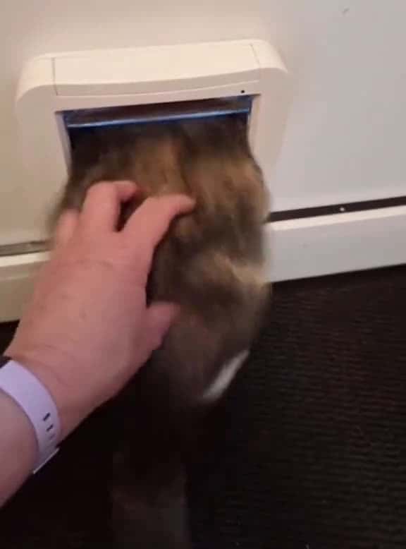 Cover for A cat with a spring#cat #funny #fyp #foryou #catsoftiktok #catlover #cats