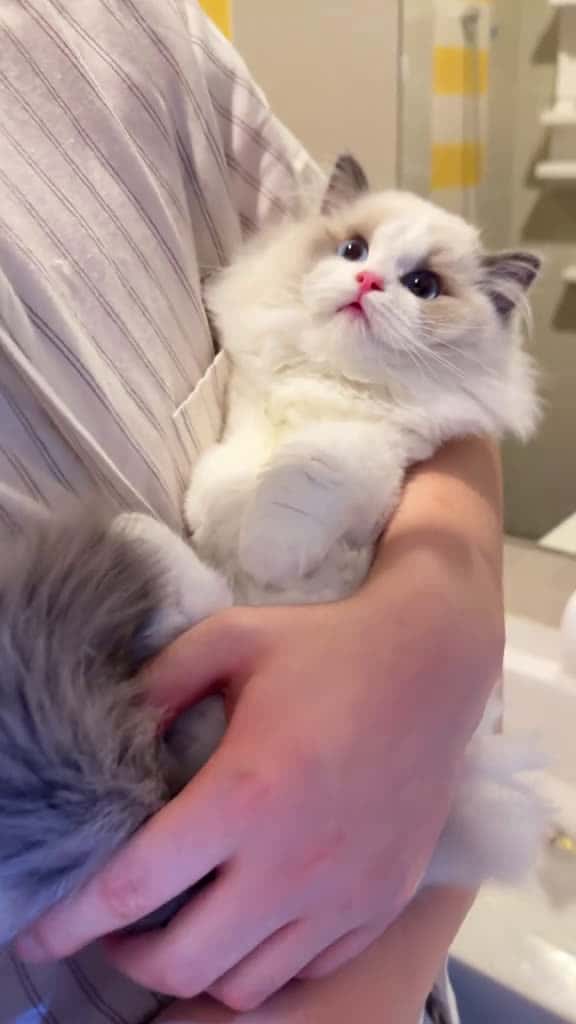 Cover for lovely  #cat  #cats  #viral  #scoopz  #scoopzreels 