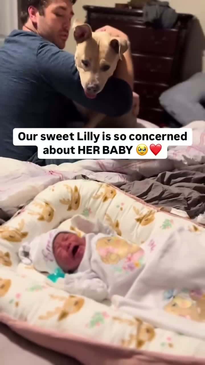 Cover for Lilly is truly the sweetest dog ever. They’re going to be the best of friends 🥹❤️🎥: TT/lilly.a.pitbul