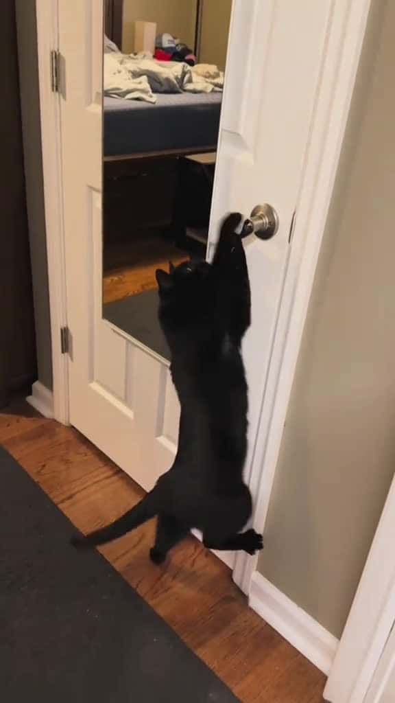 Cover for A cat that can open the door cat funny catsoftiktok cats for foryou fyp foryoupage funnyvi 00782 #shortvideosscoopz