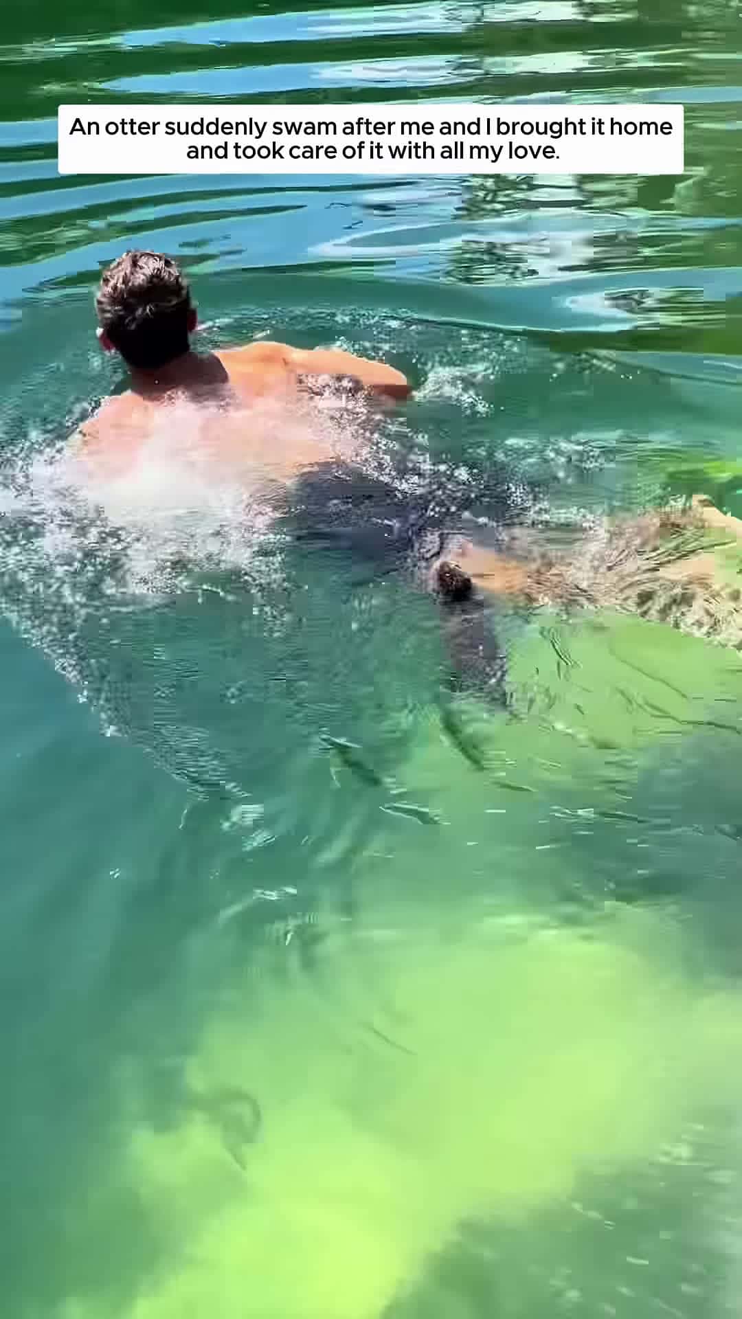 Cover for An otter suddenly swam up to me and I brought it home and took care of it then animalshorts