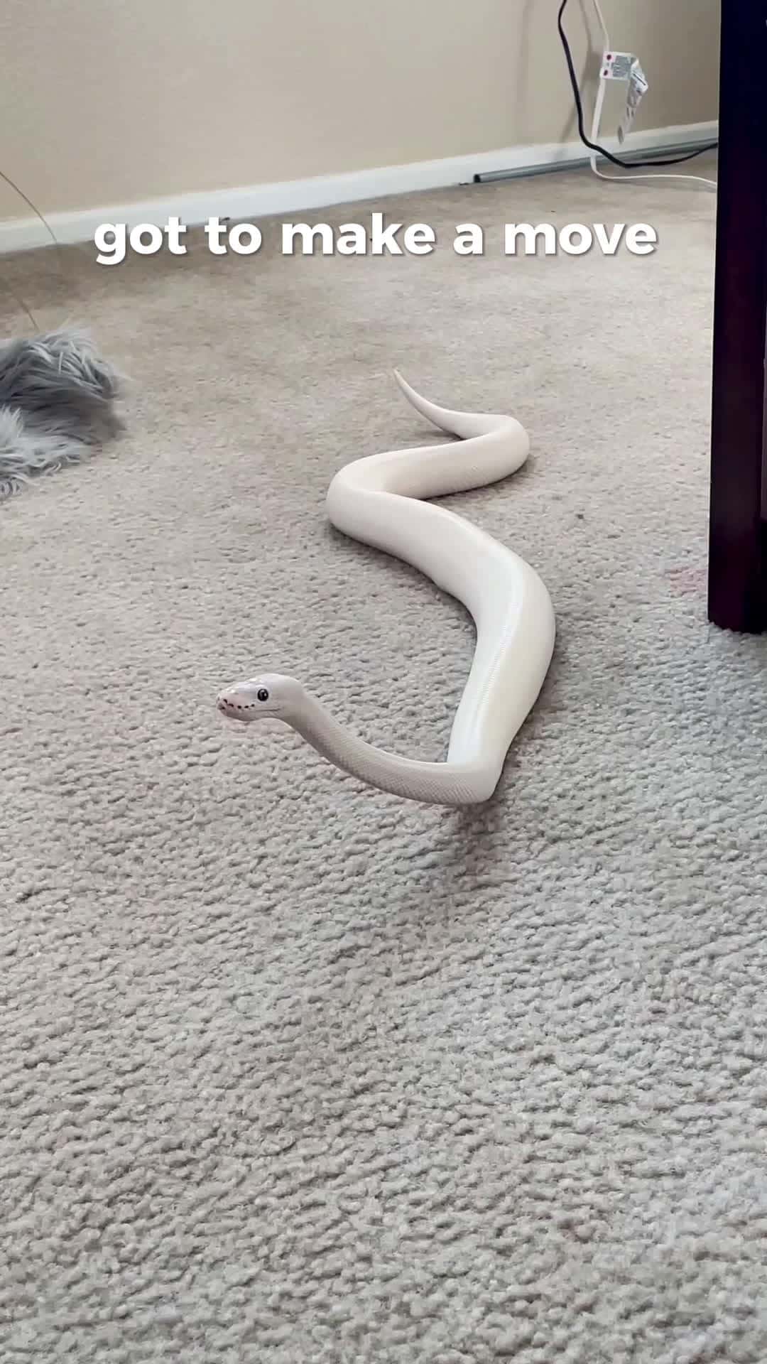 Cover for He’s a goofy lil snake  #ballpython  #trending  #viral  #pet  #snake  #funnyvideos  #animals  #toofunnytoscroll