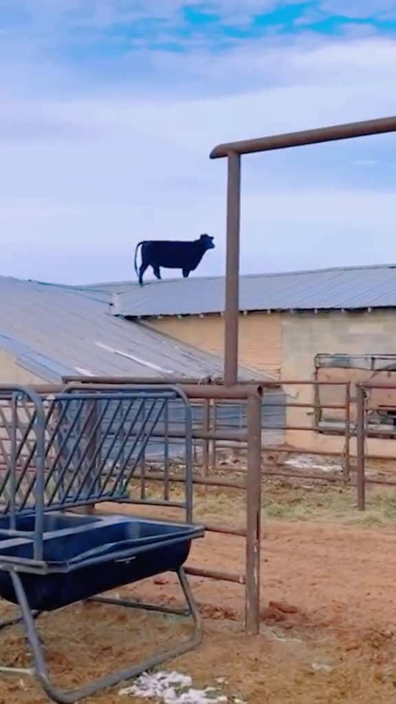 Cover for Funny cows foryou funnyvideos cow funnytiktok funny cows 97822 #us