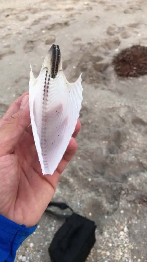 Cover for Check out this incredible shell that was discovered on the beach blacktiph beach crazy cre 65253 #trend