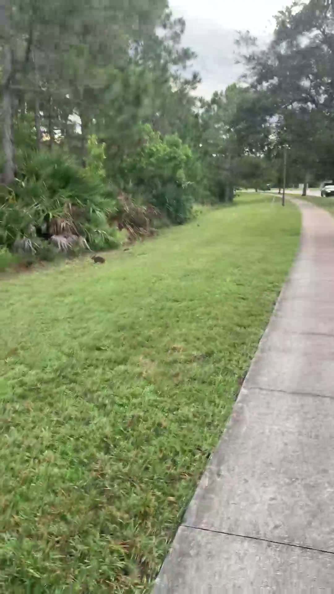 Cover for Good Morning 🌞😃☀️ Palm Bay look 👀 what wildlife Zeus🐾🐕‍🦺 and I saw 👀 on our walking 🚶‍♀️ this Morning 🌺🖤🌺🥰