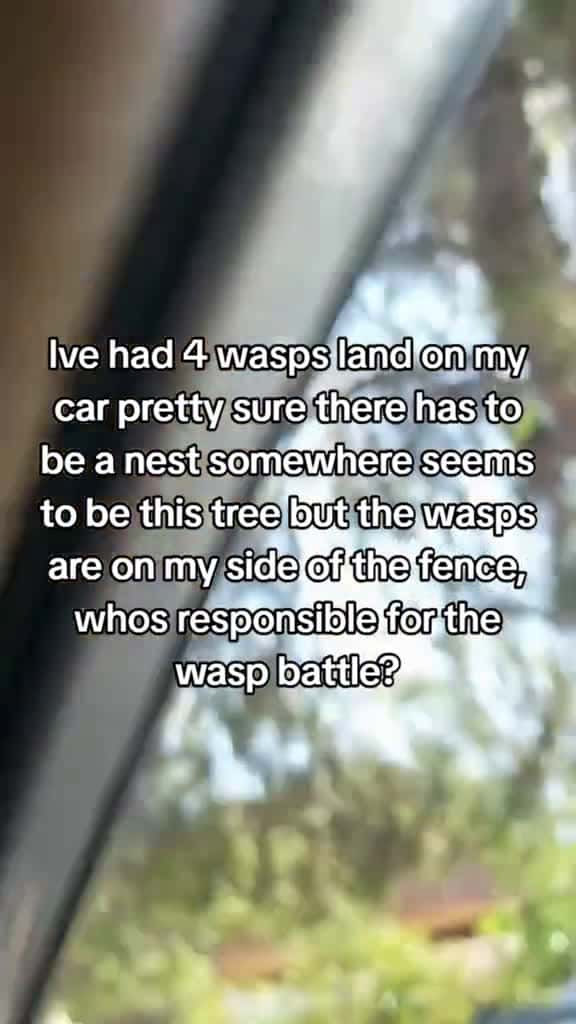Cover for or should we just leave the wasps alone?