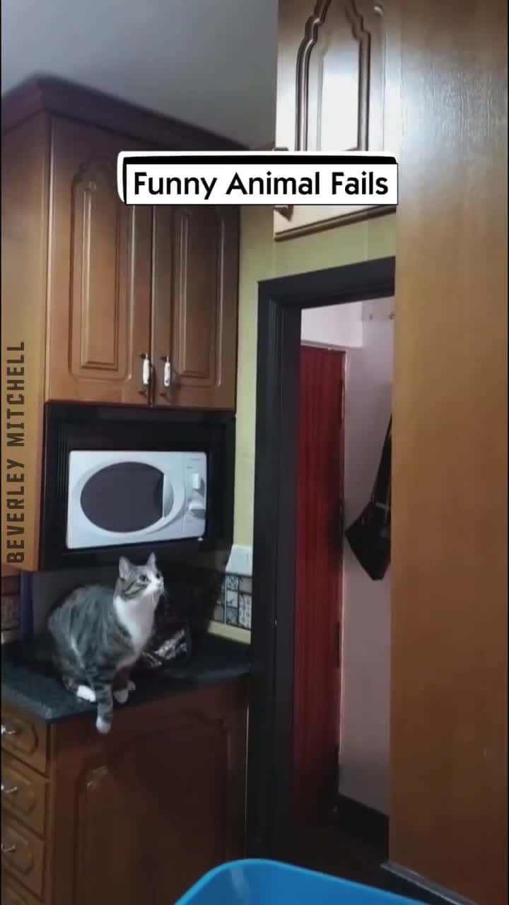 Cover for Funny Animal Fails