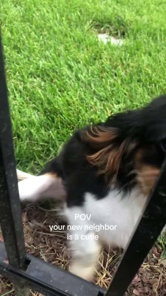 Cover for she was smaller than his entire head puppiesoftiktok dogsoftiktok cutepuppy newfoundlanddo 31630 #american