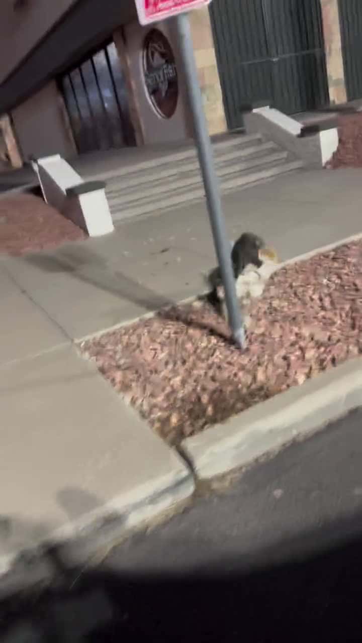 Cover for I didn’t know cats be fighting like that 😂🤣