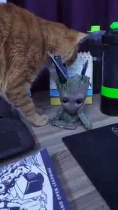 Cover for Apparently, he didnt like The Groot