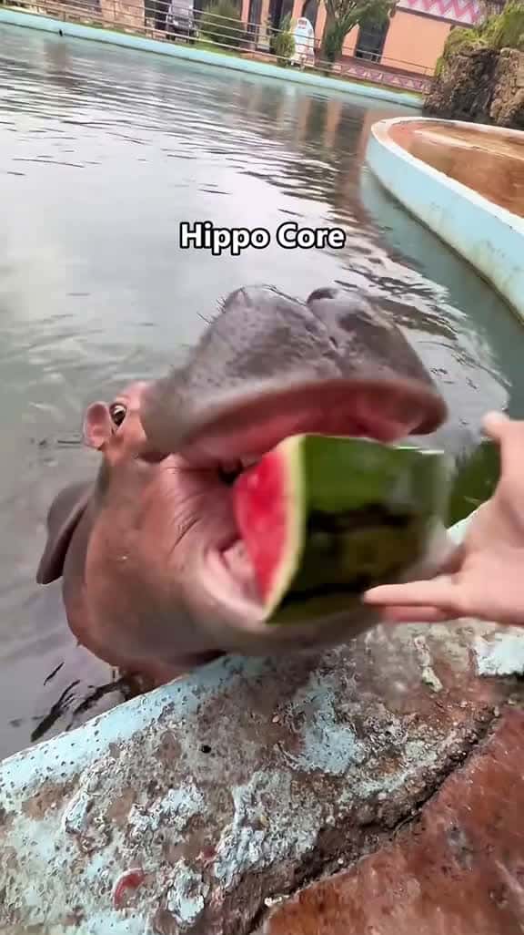 Cover for Hippo core#core #hippo #hippos #fyp #fypシ #foyou #foryoupage #funnyvideos #funny #funnytiktok #funnyanimals #animals