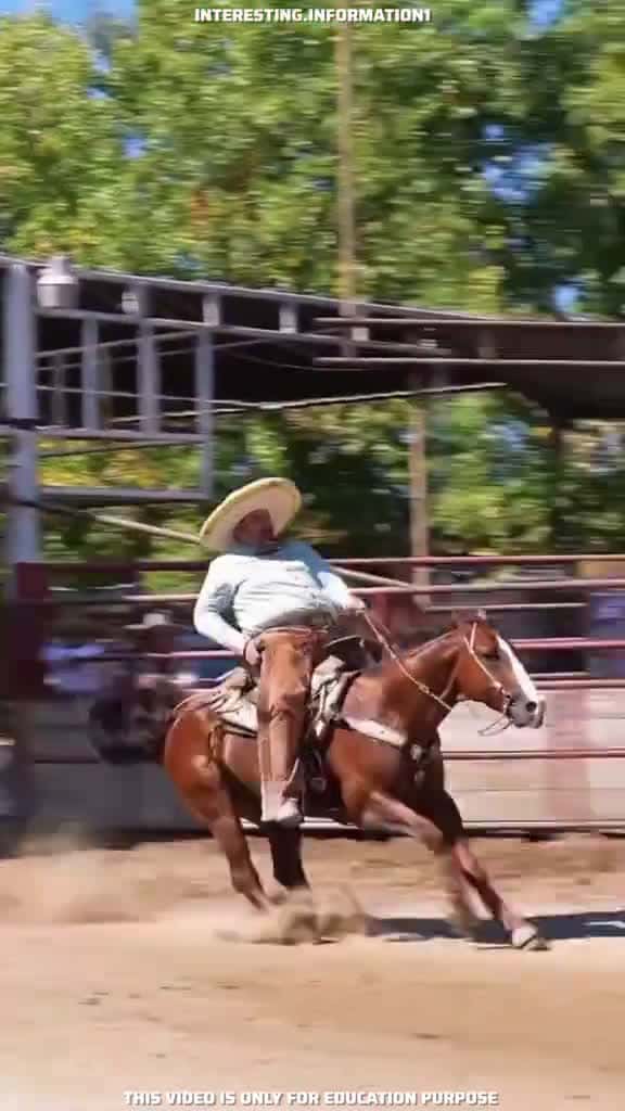 Cover for Horse Speed Brake  fyp LearnOnTikTok viral video foryou new amazing fact factocea 37707 #ilovescoopz