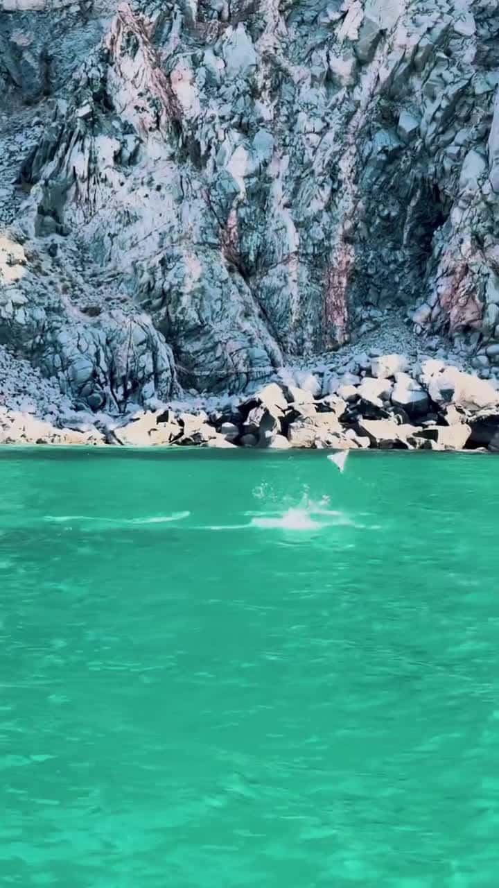 Cover for Spotted these Mobula Rays doing their amazing acrobatic jumps 😍Mobula rays sometimes known as flying rays, are some of the most beautiful and enigmatic creatures in our oceans. They can jump as high as two meters out of the wa...