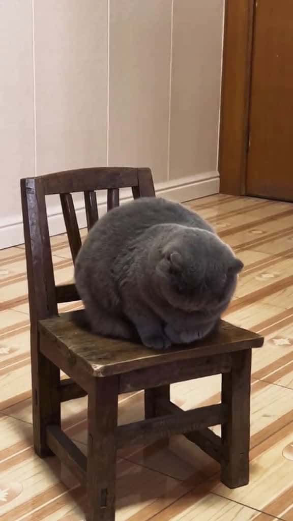 Cover for catsleep cat cats cutepet cutecat catsoftiktok catsvideo catlover pet Love cute l 84331 #ilovescoopz