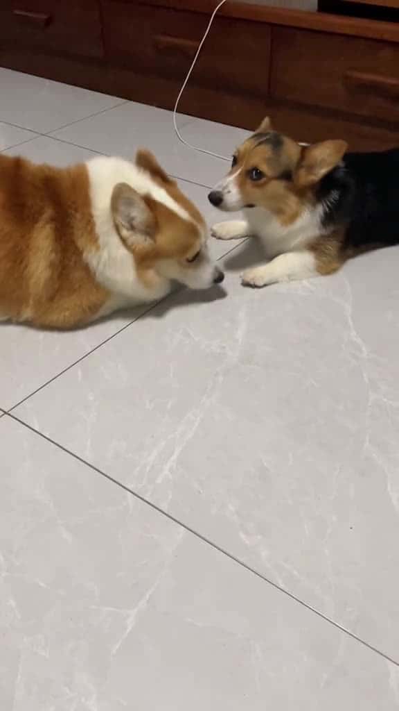 Cover for dog corgi corgipuppy 98049 #shortvideosscoopz