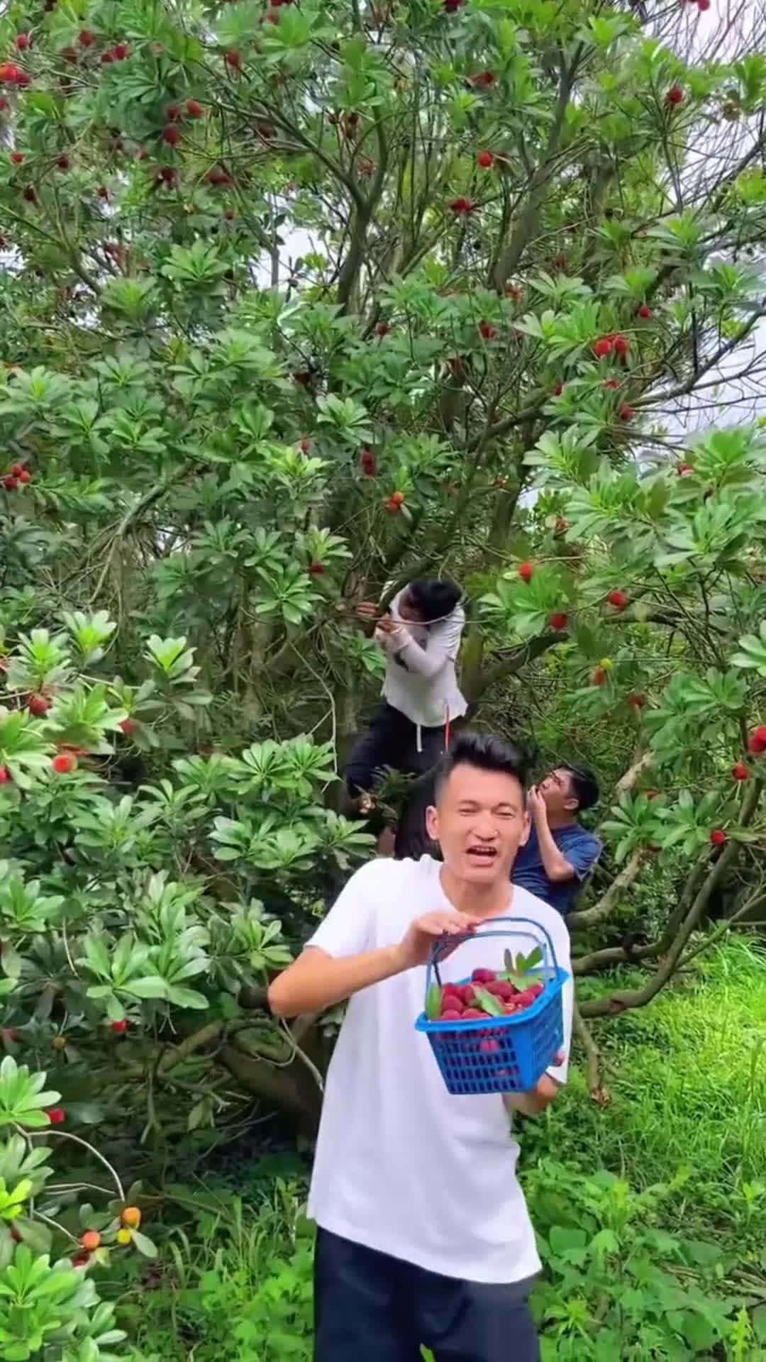 Cover for Fruit