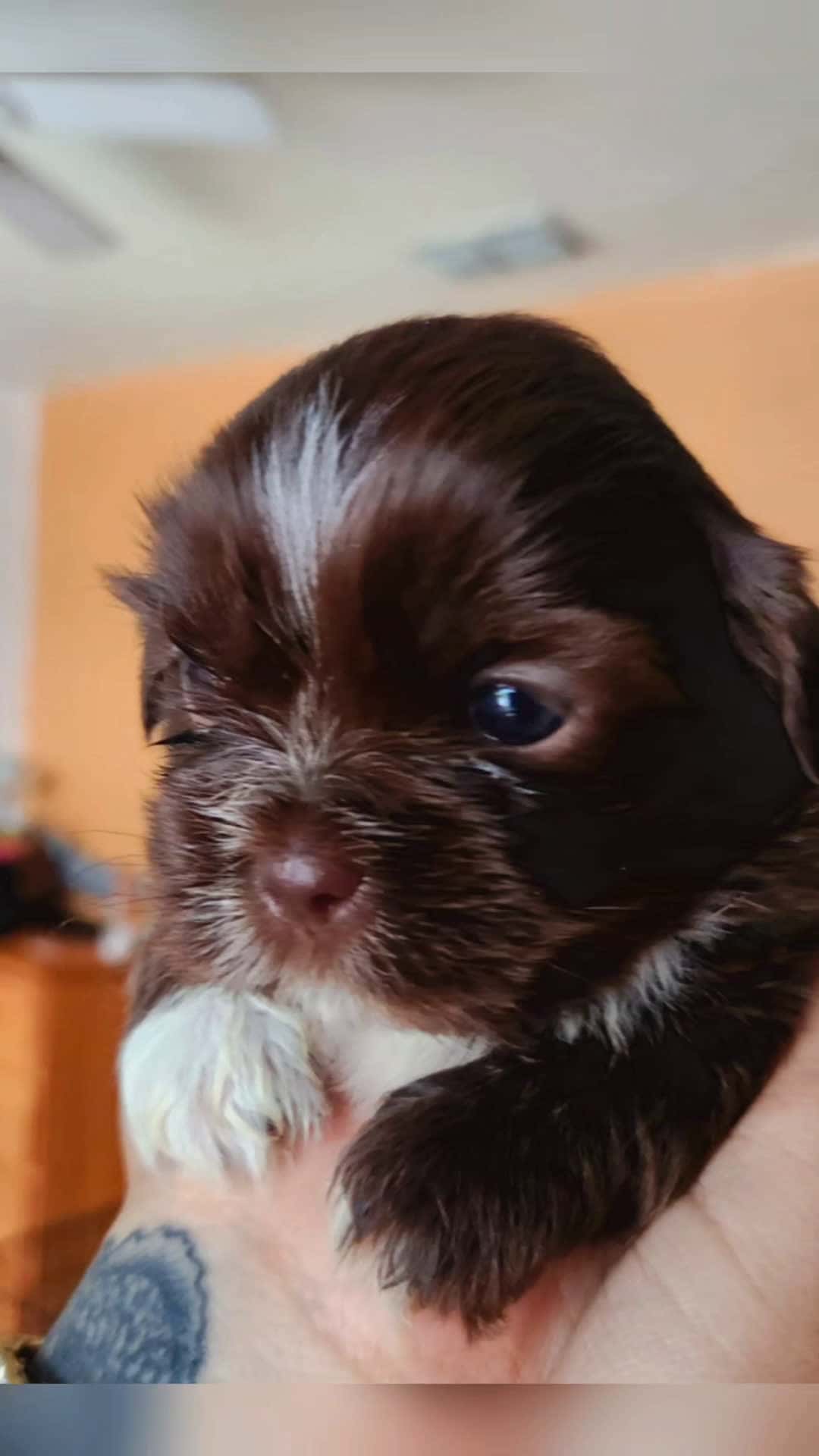Cover for 3 weeks Old 